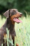 DOBERMANN 239